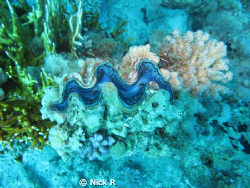 Don't know the name of this mollusk.
Picture taken at Ra... by Nick R 